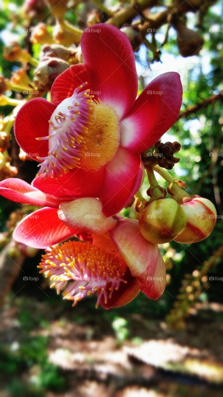 tropical flower. some weird flower St Croix.. St George Amerindian gardens
