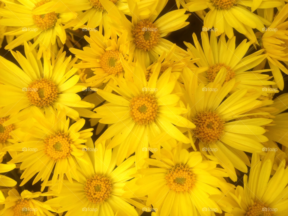 spring garden yellow nature by samchadwick