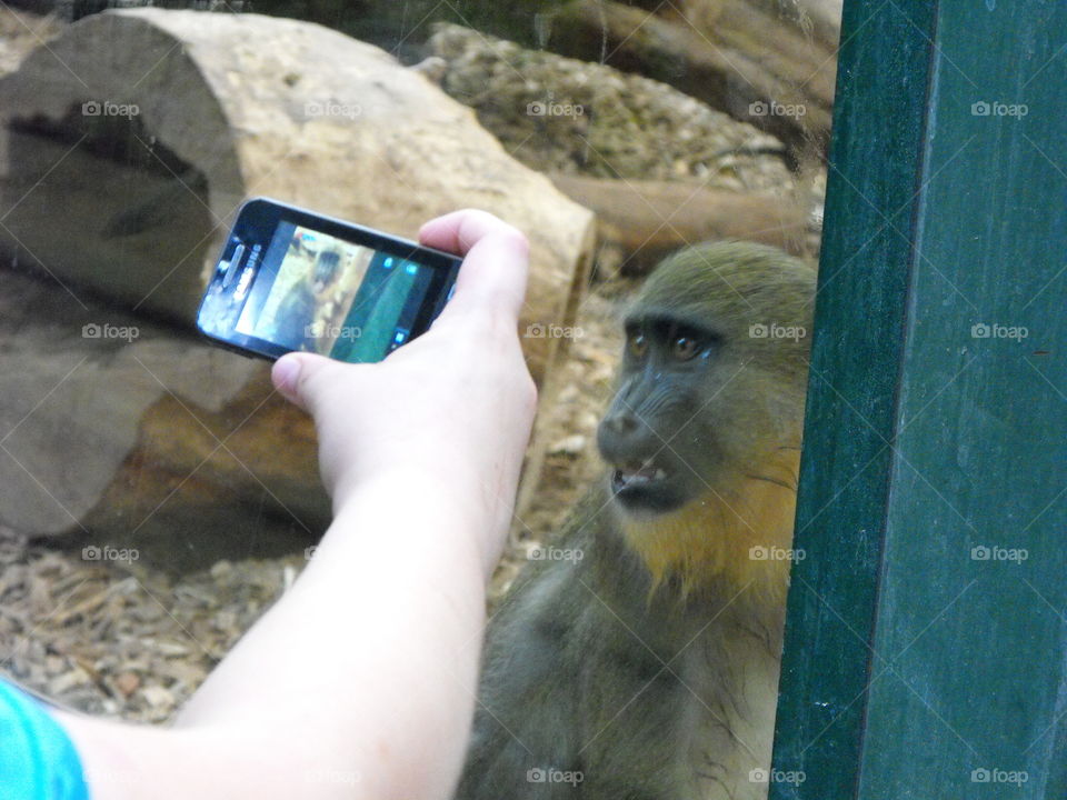 A kid taking a picture of a monkey in a z