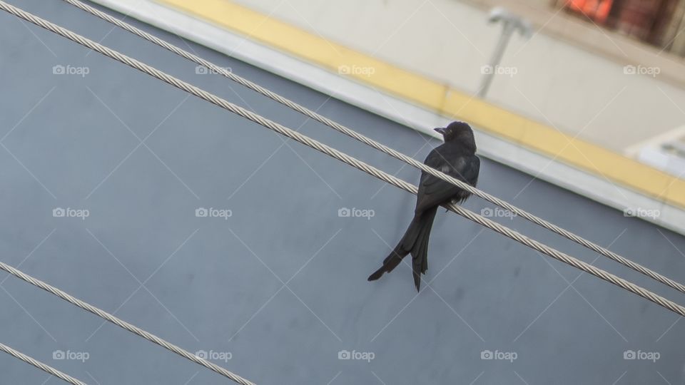 double tail black bird sparrow 