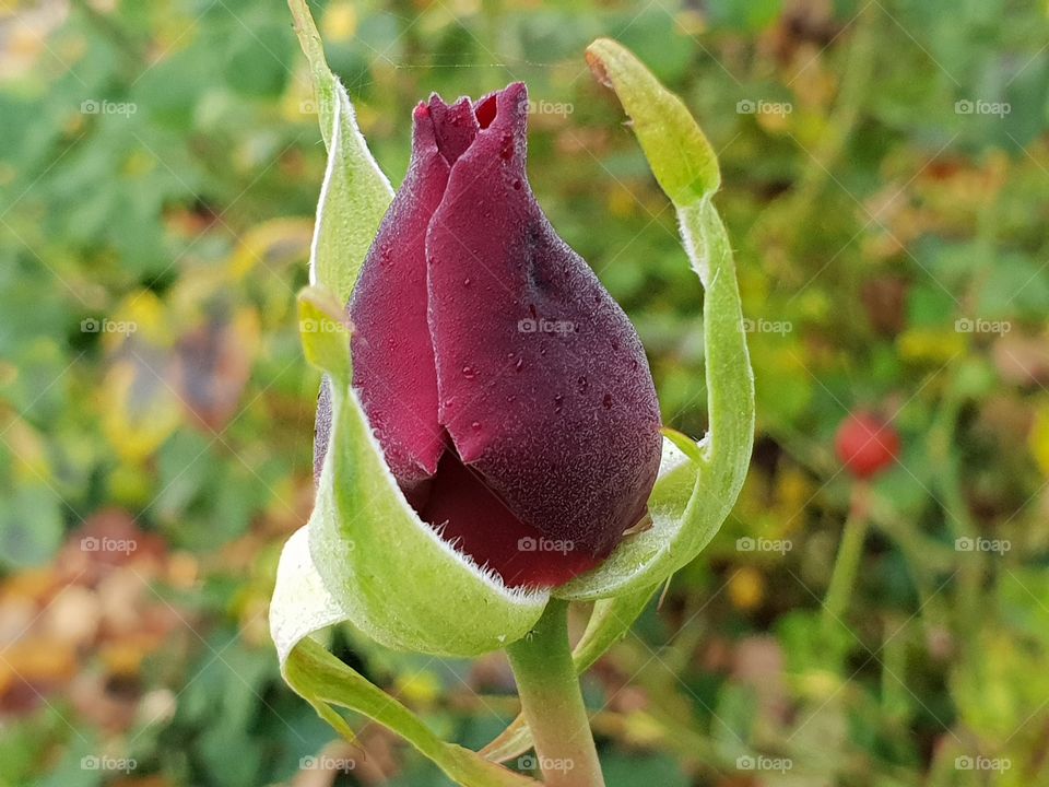 schöne Rose