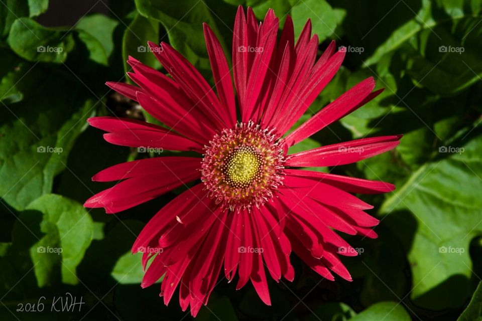 Summer Garden Flower Blossom