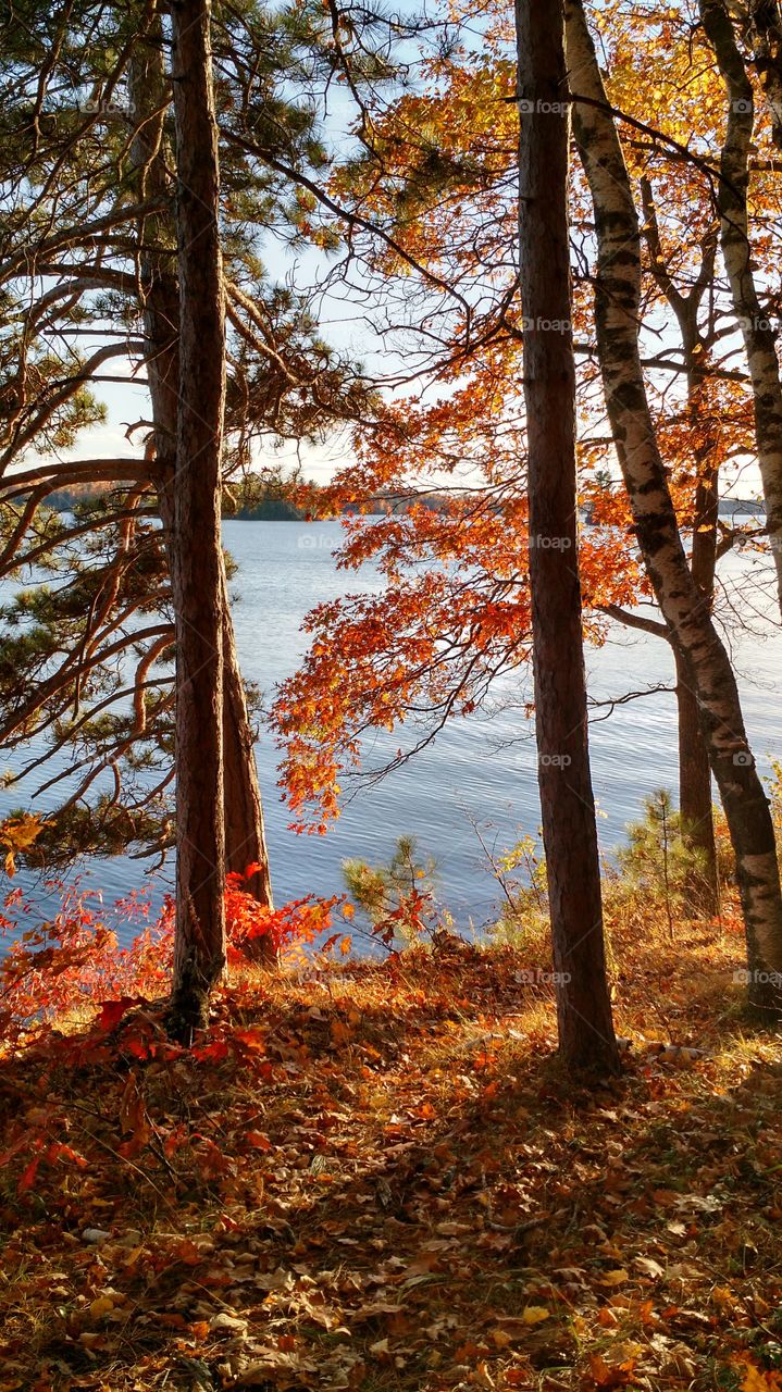 Autumn Trees. Lac Du Flambeau, WI