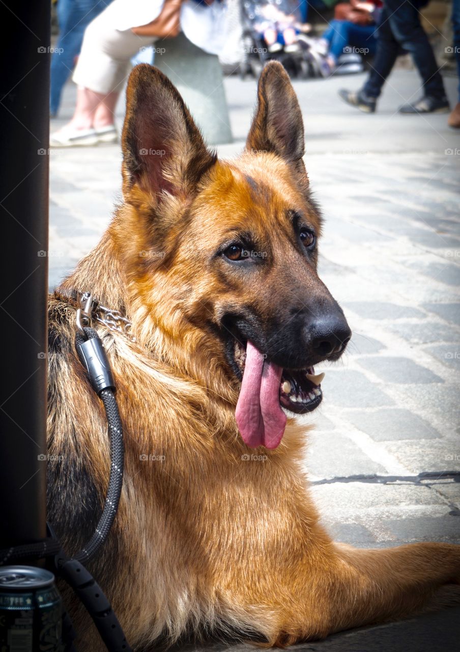 Dog on duty at Jazz and Blues Festival 2016,Edinburgh