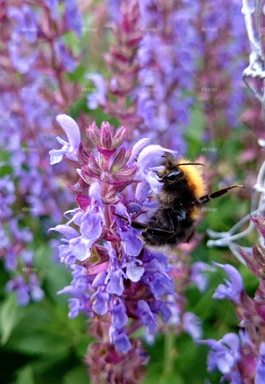 Bumblebee on flower