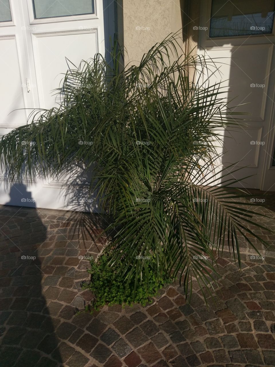Planta de Palma en Casa.