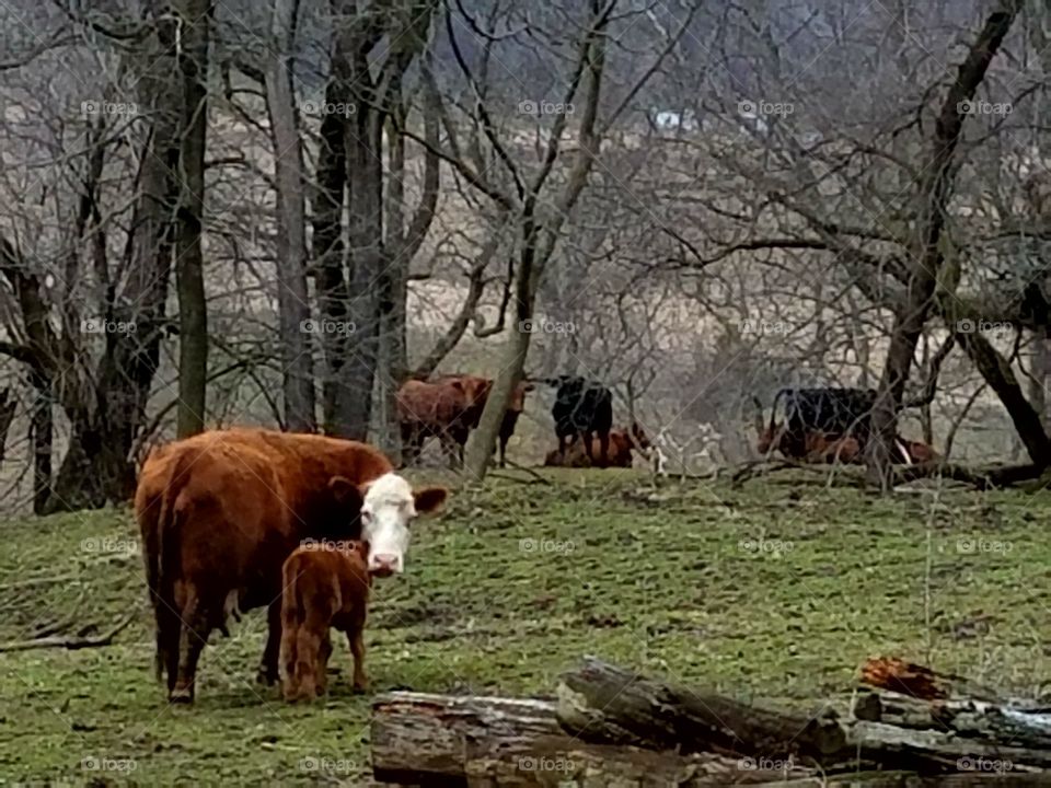 Driving the back Roads, Enjoying Nature