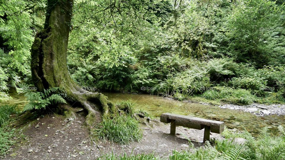 Old tree near the water stream with a little bench in the forest 