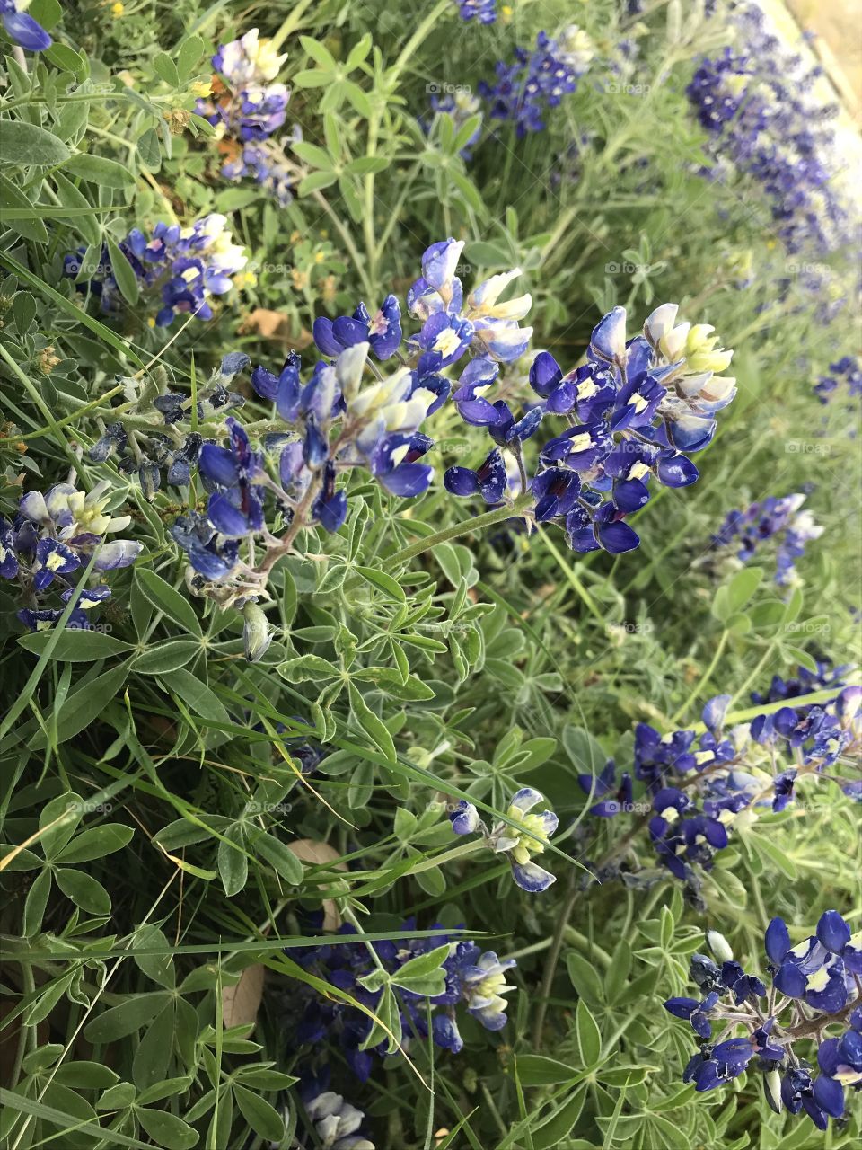 Bluebonnet