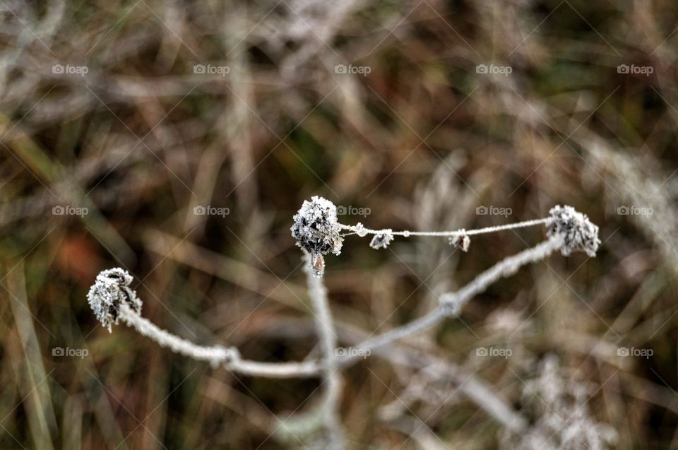 Frost, Winter, Nature, Snow, Season