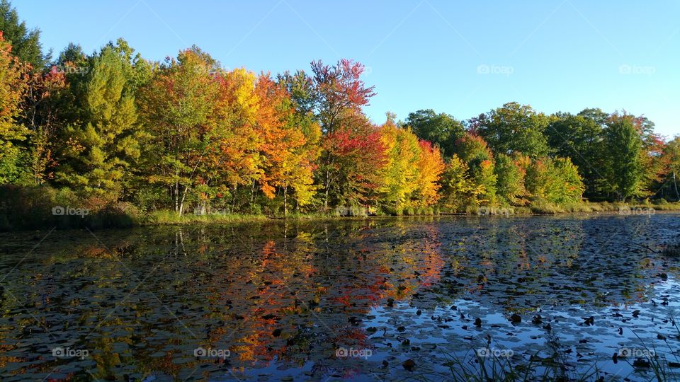Reflection of autumn trees on lake