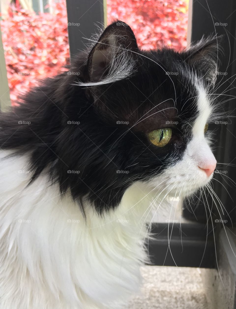 Tuxedo cat vivid color gold eyes red bkgd 2