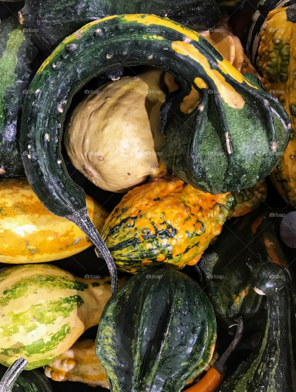 Assorted Gourds