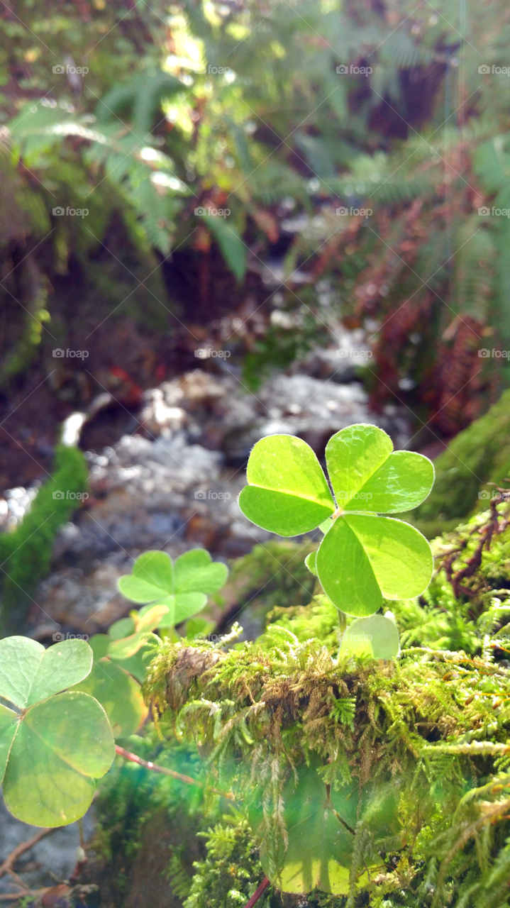 Leaf, Flora, Nature, No Person, Garden