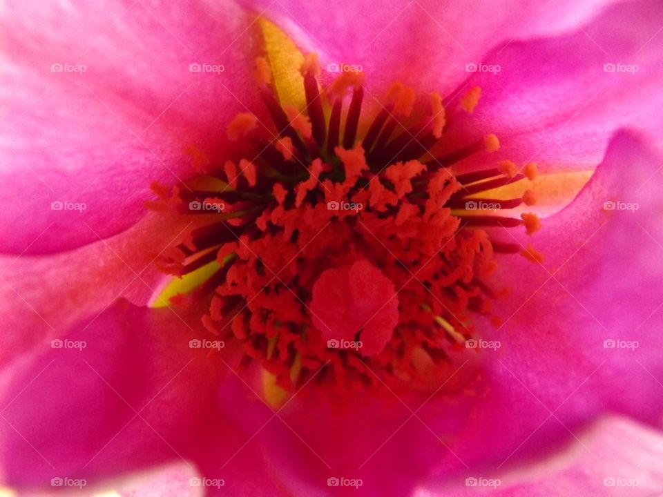 Inside of a flower