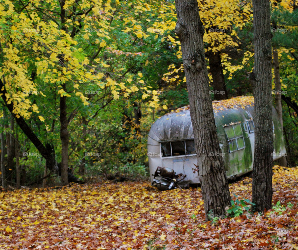 trees leaves fall autumn by vfritts