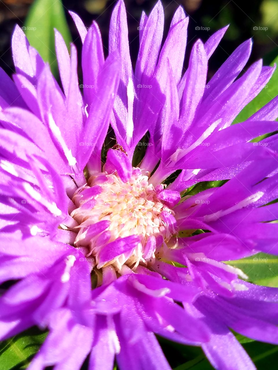 Aster