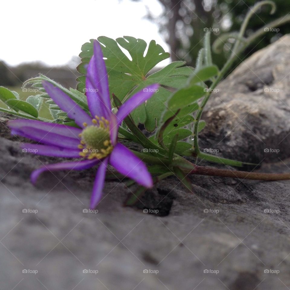 Purple spring