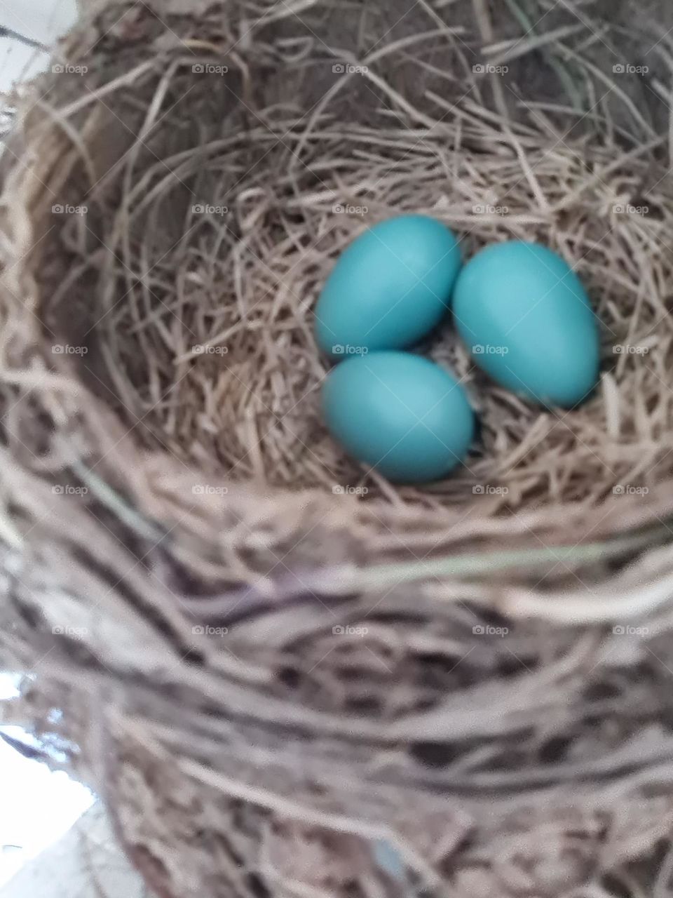 Robin's Nest