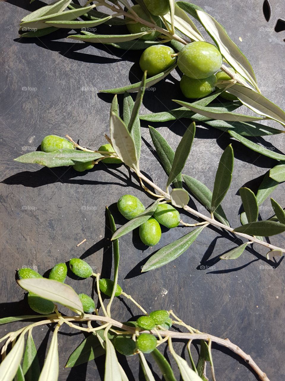 3 sorts of olives Tunisia