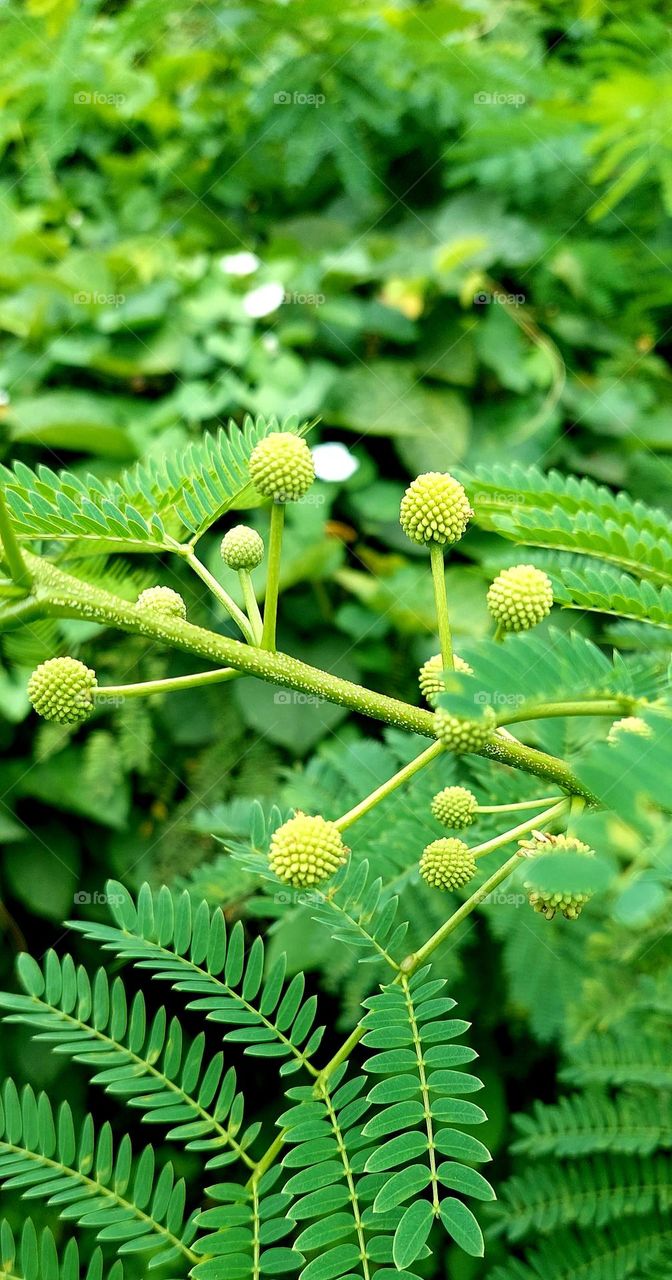 Lamtoro, kemlandingan, petai selong or petai china is a kind of shrub from the Fabaceae tribe, which is often used in reforestation of land or preventing erosion