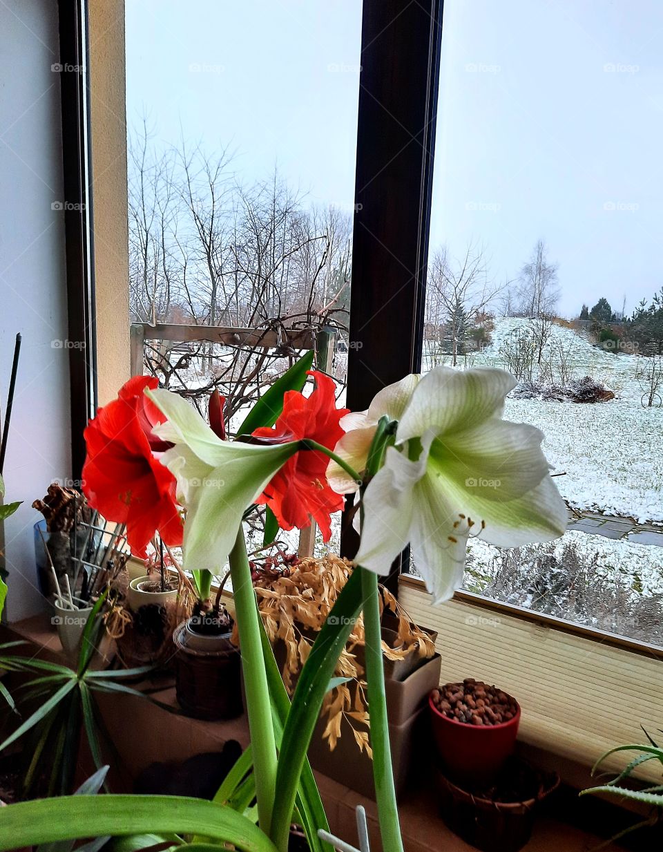 winter nature  - red and white blooming amaryllis flowers at the winow with winter scenery outside