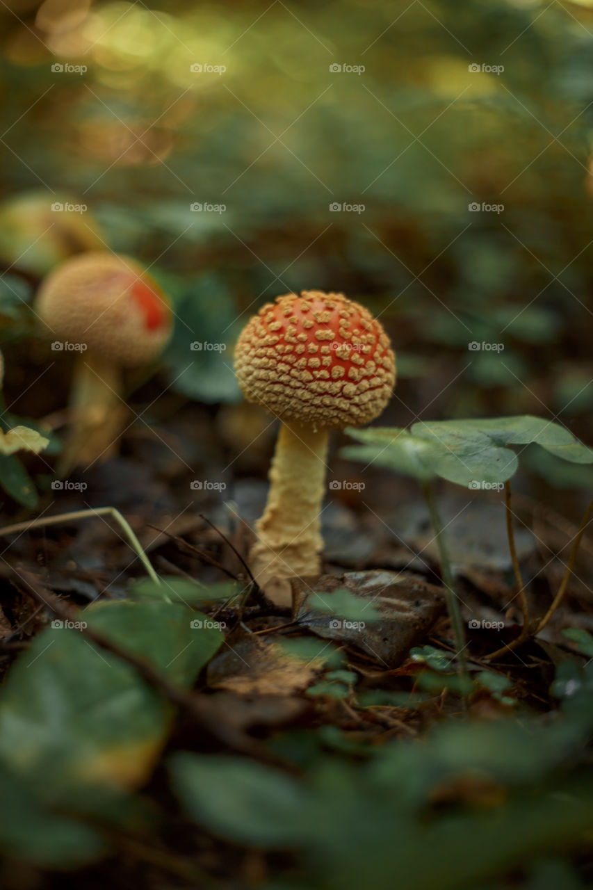 Mushrooms in autumn forest in sunny day