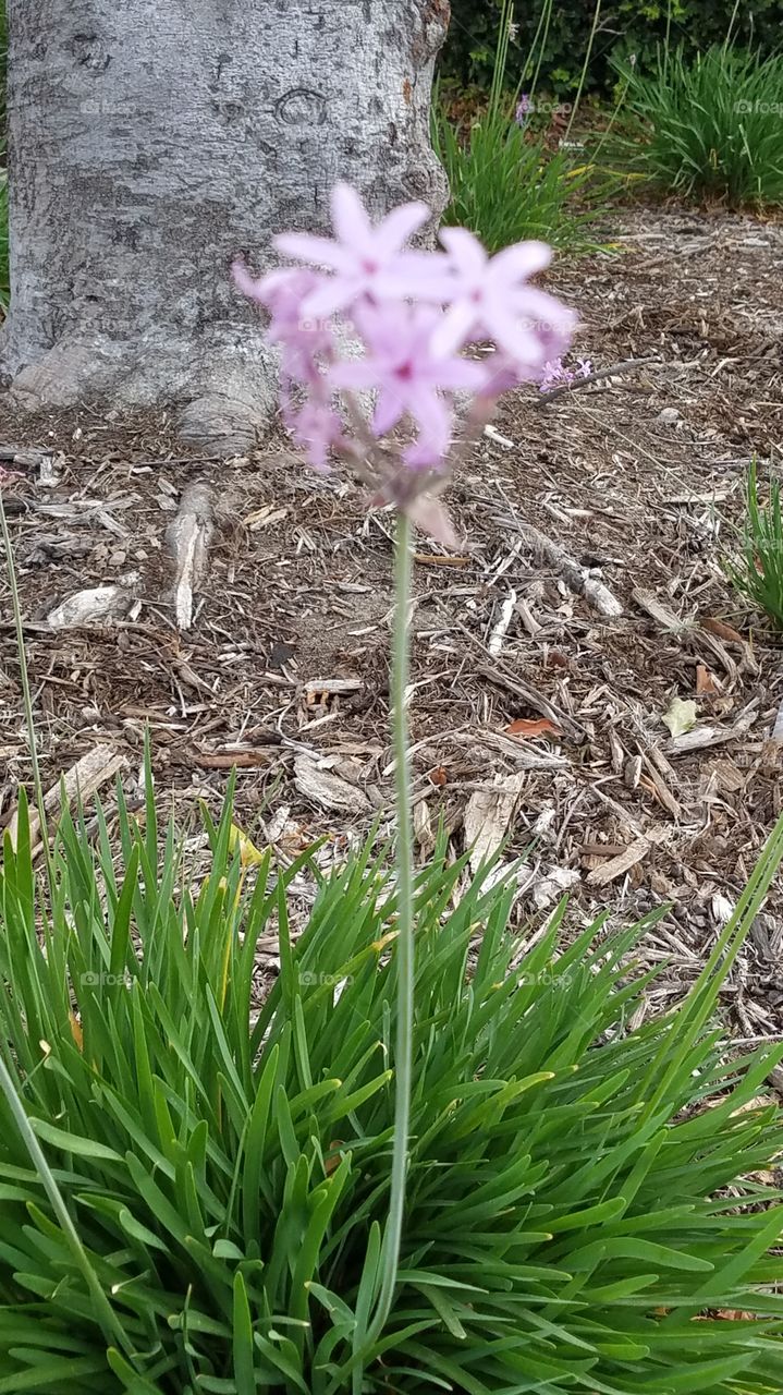 little purple flowers