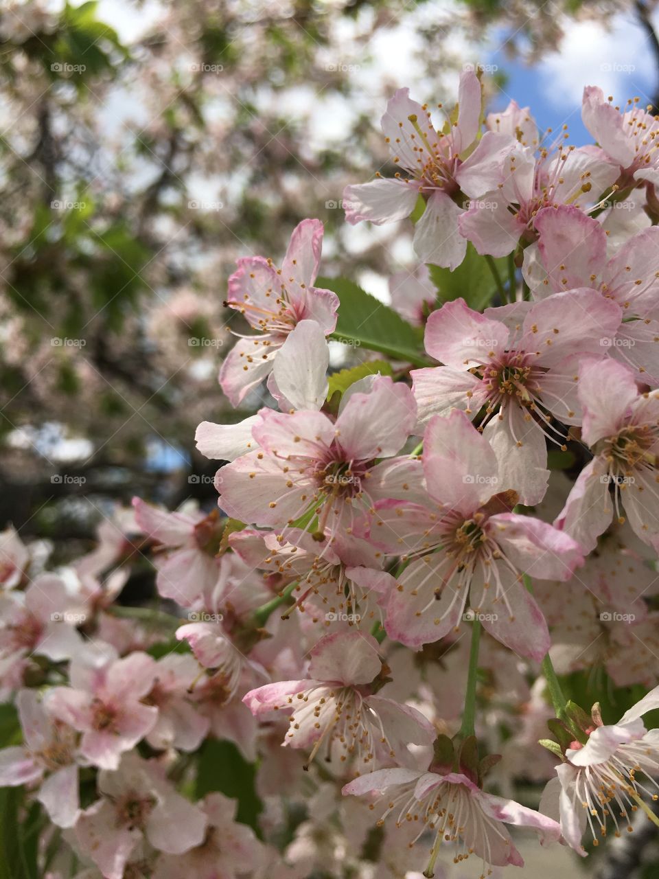 Blossoms in CT in May