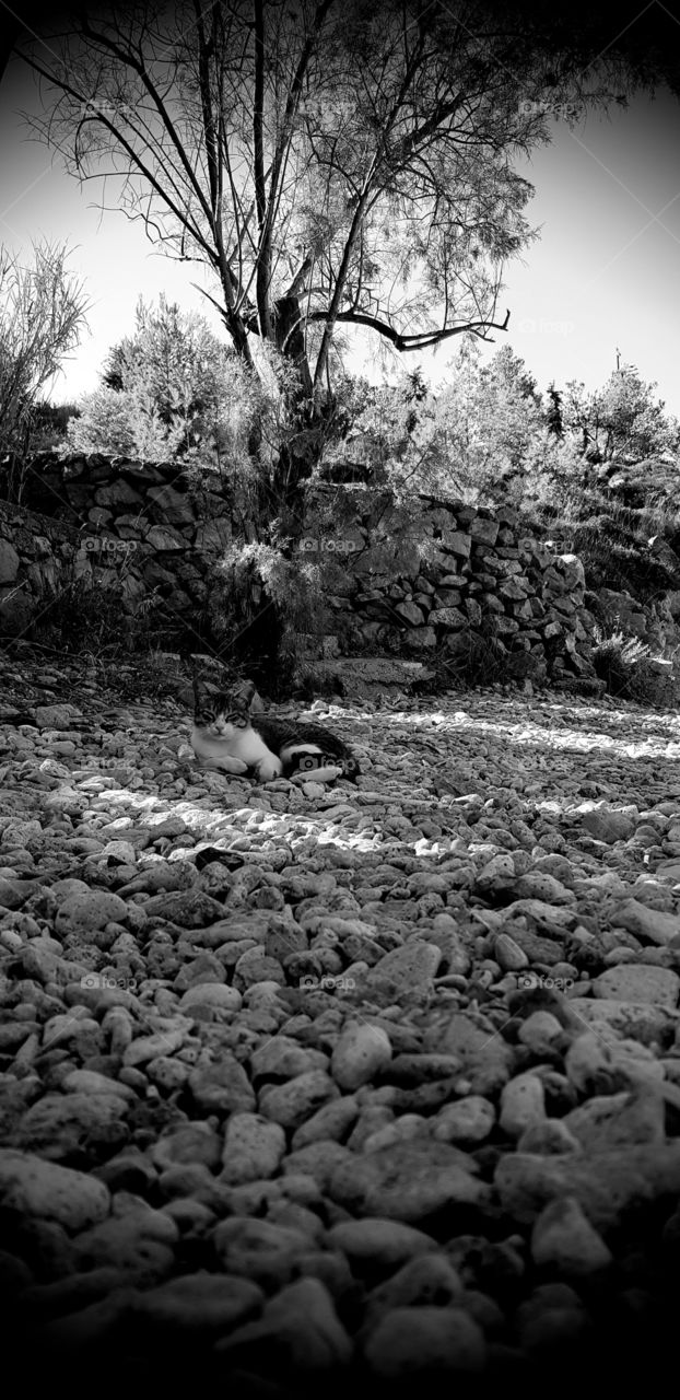 cat relaxation at beach