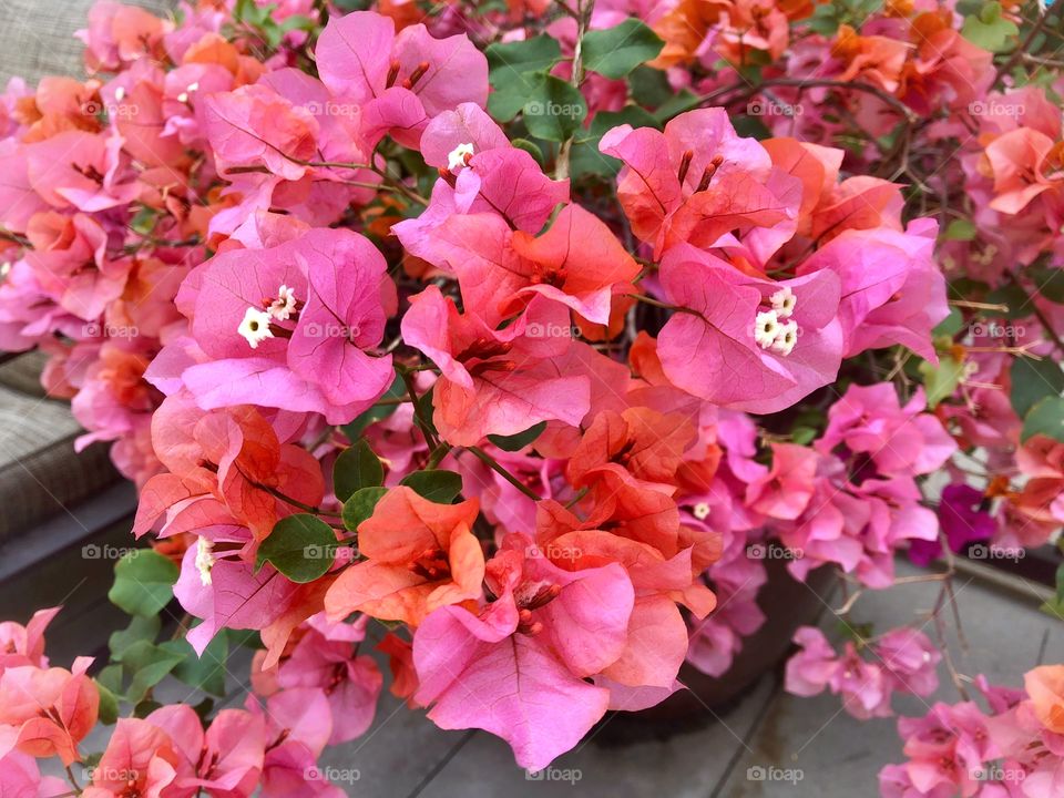 Bright blooming bush with little rose flowers 