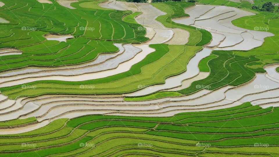TU LE rice fields, MU CANG CHAI district, YEN BAI province, Viet Nam