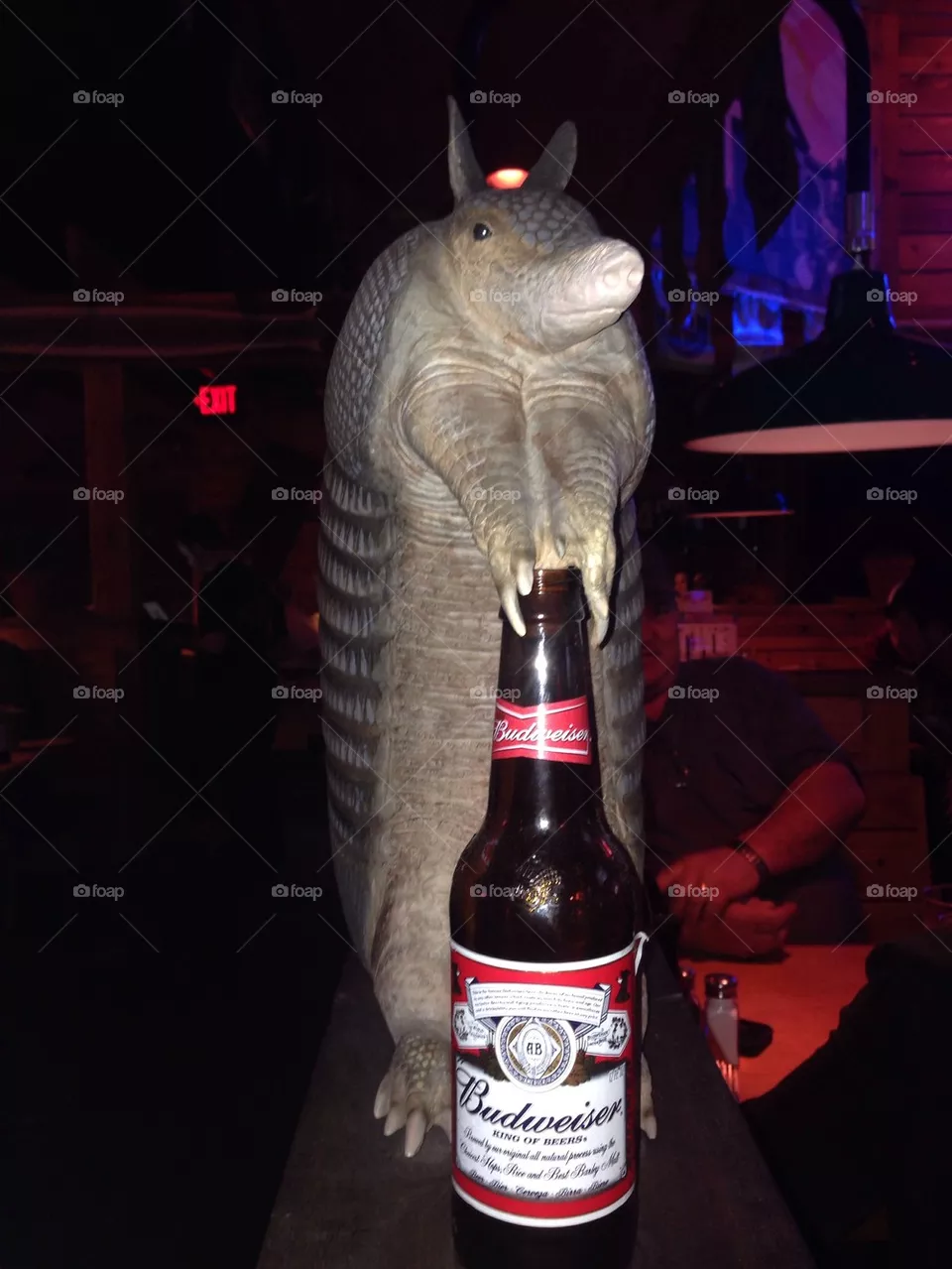 Armadillo
