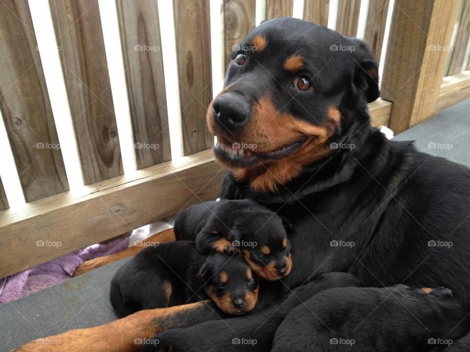 mother Rottweiler and baby