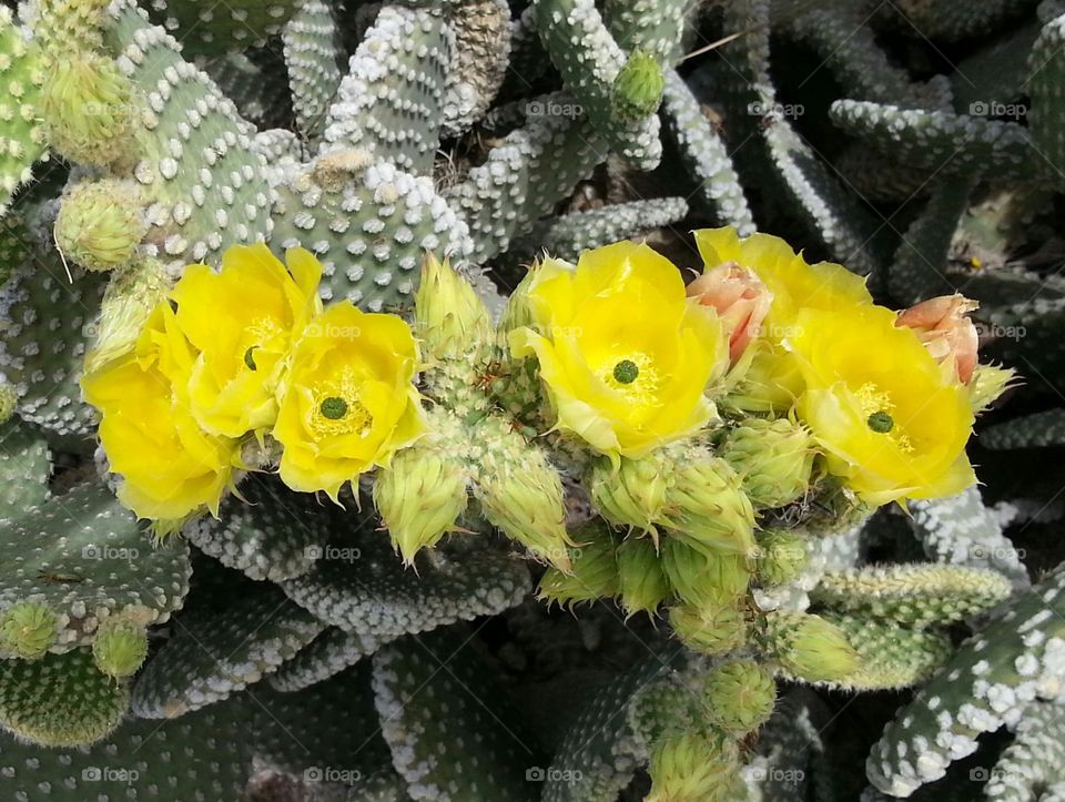 Cactus, Spine, Flora, Succulent, Nature
