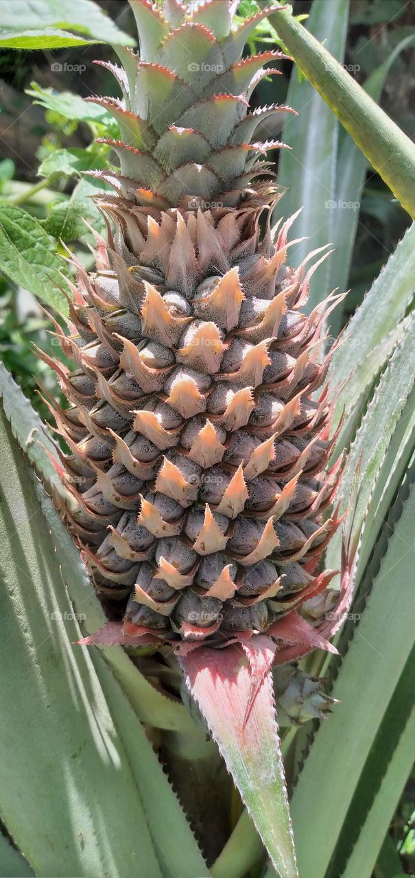 young pineapple