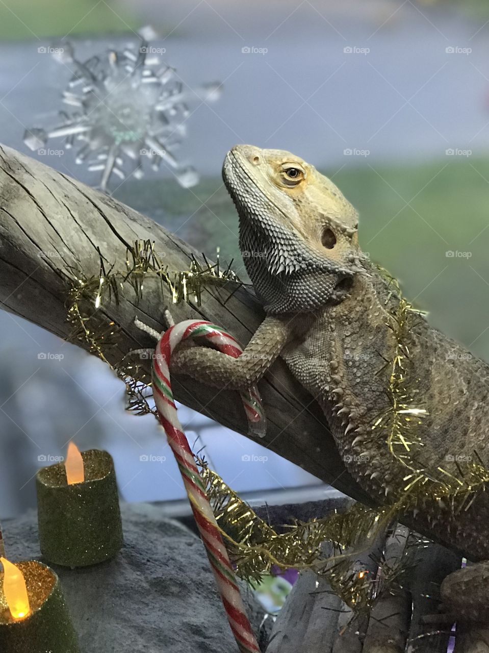 Stormy the bearded dragon is celebrating Christmas too! A little cardboard church, some battery powered candles, Christmas paper to line his cage, a string of lights, a gold garland to wrap himself with and a candy cane for a treat!