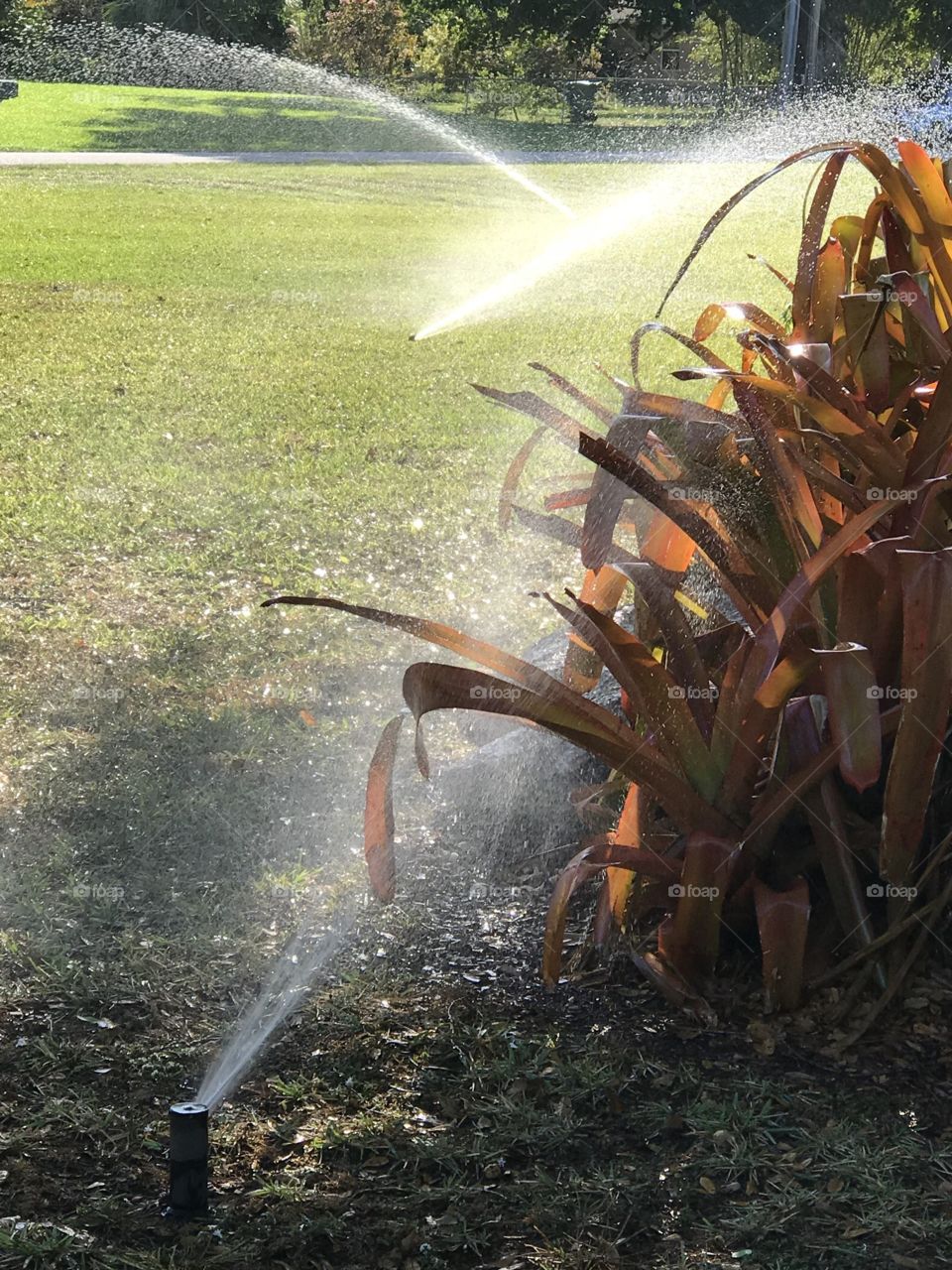 Sprinklers at Work