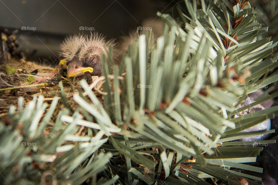 Baby Bird in a Wreath on Front Door