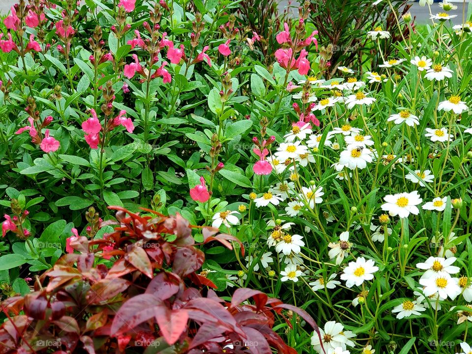 Spring perennial flowers in my drought tolerant flower garden bed!