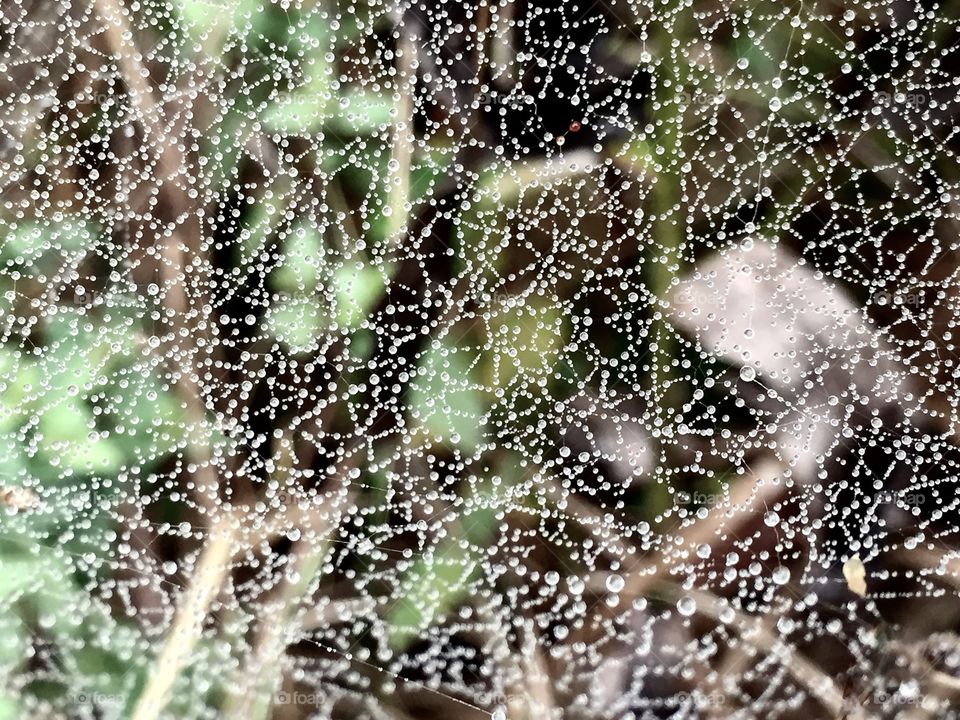 Spiderweb, Spider, Cobweb, Trap, Dew