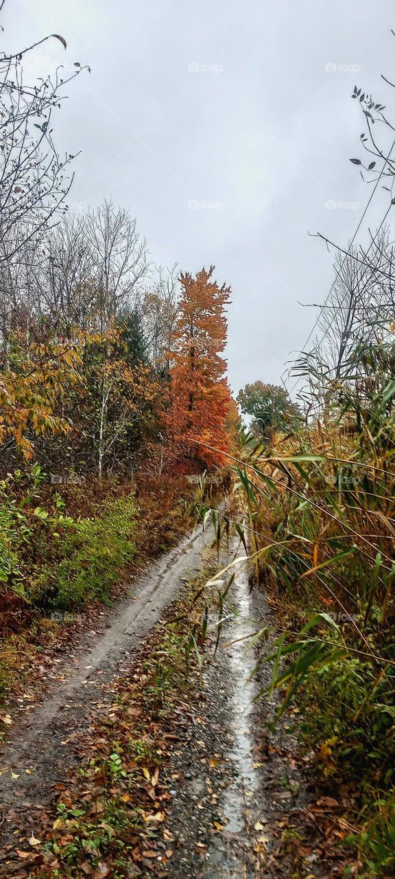 Autumn Colored Road