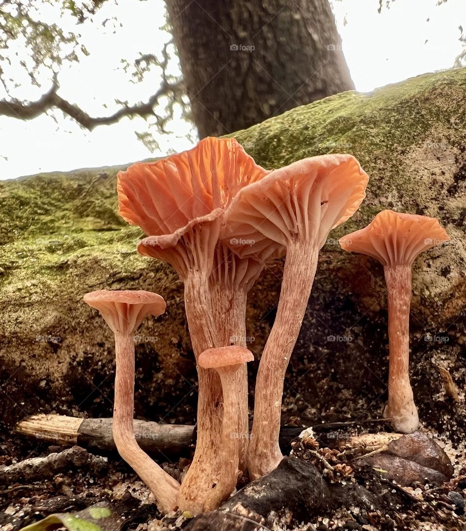 Closeup of “Orange” mushrooms on a cloudy day. 