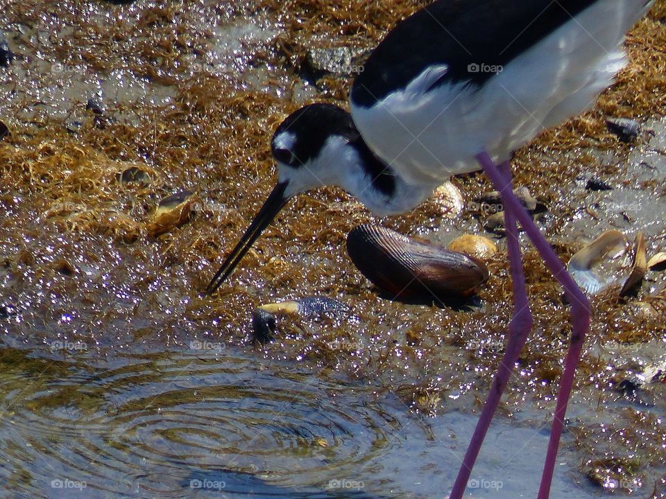 Mussel shell framed by Stilt bird