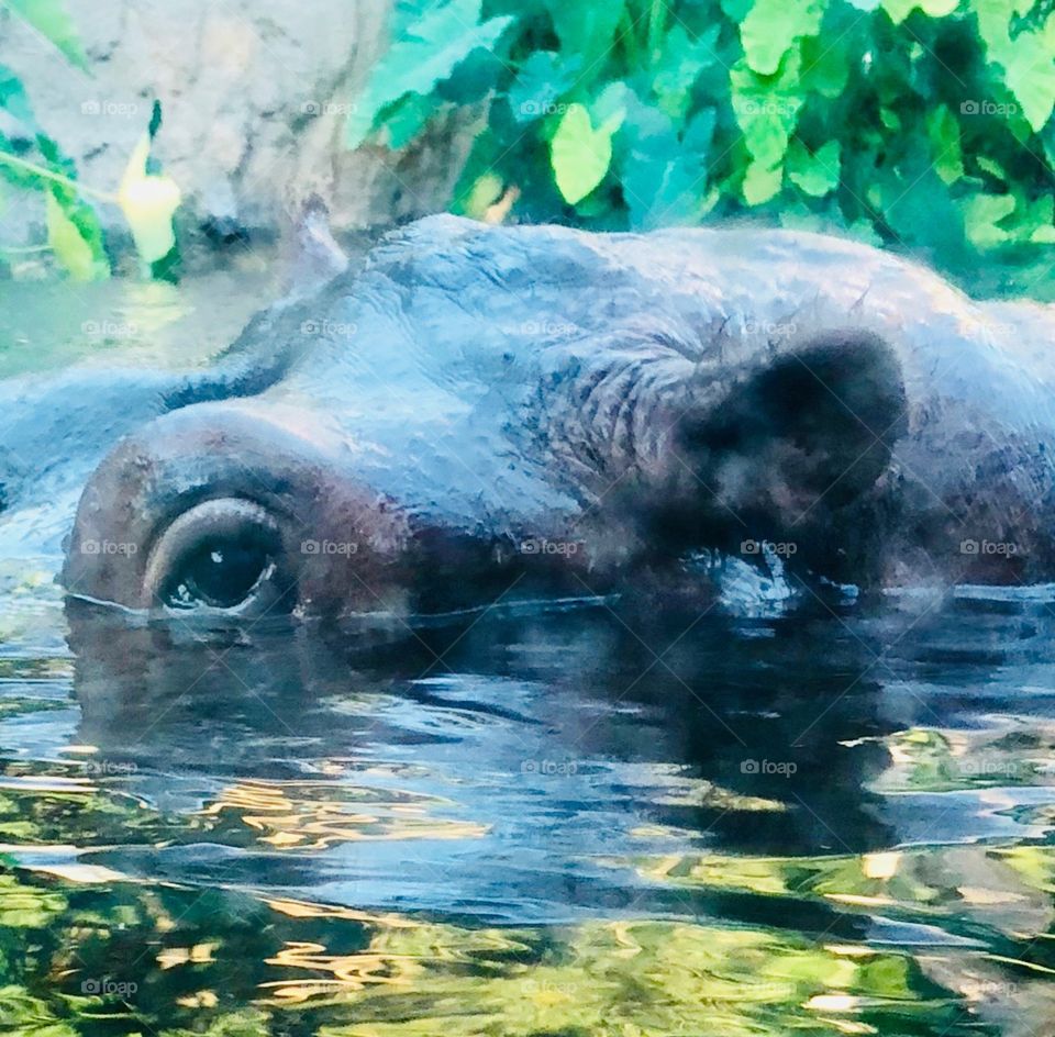 The eye of the hippo 