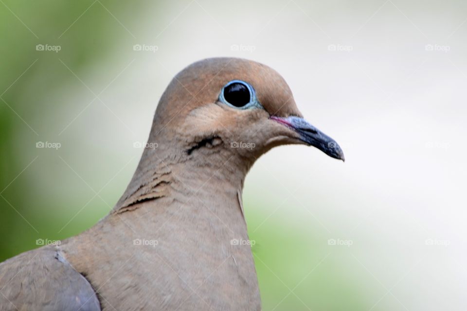Bird's eye view. Close up of mourning dove