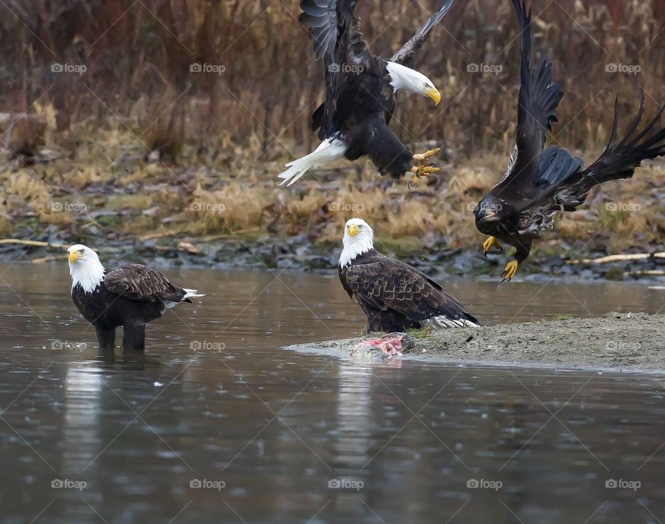 Battle between  mature and juvenile bald eagles while other eagles look on