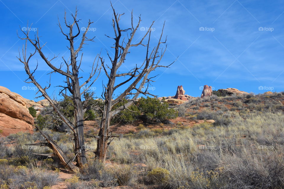 Dead tree in a desert landscape with sandstone monoliths in the background.