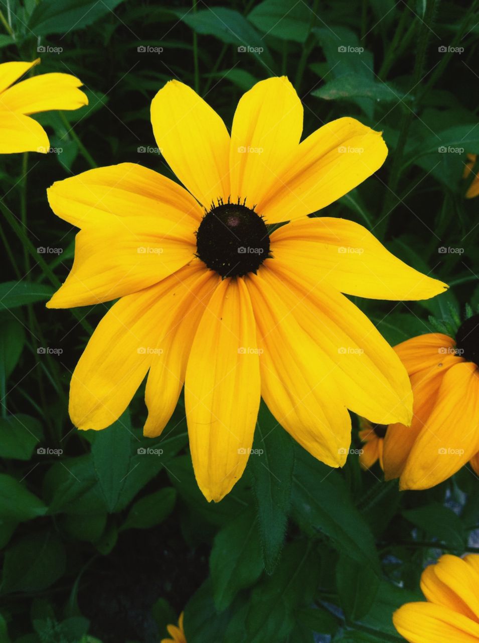 Yellow flower. This photo was taken in Bodensee, Germany.