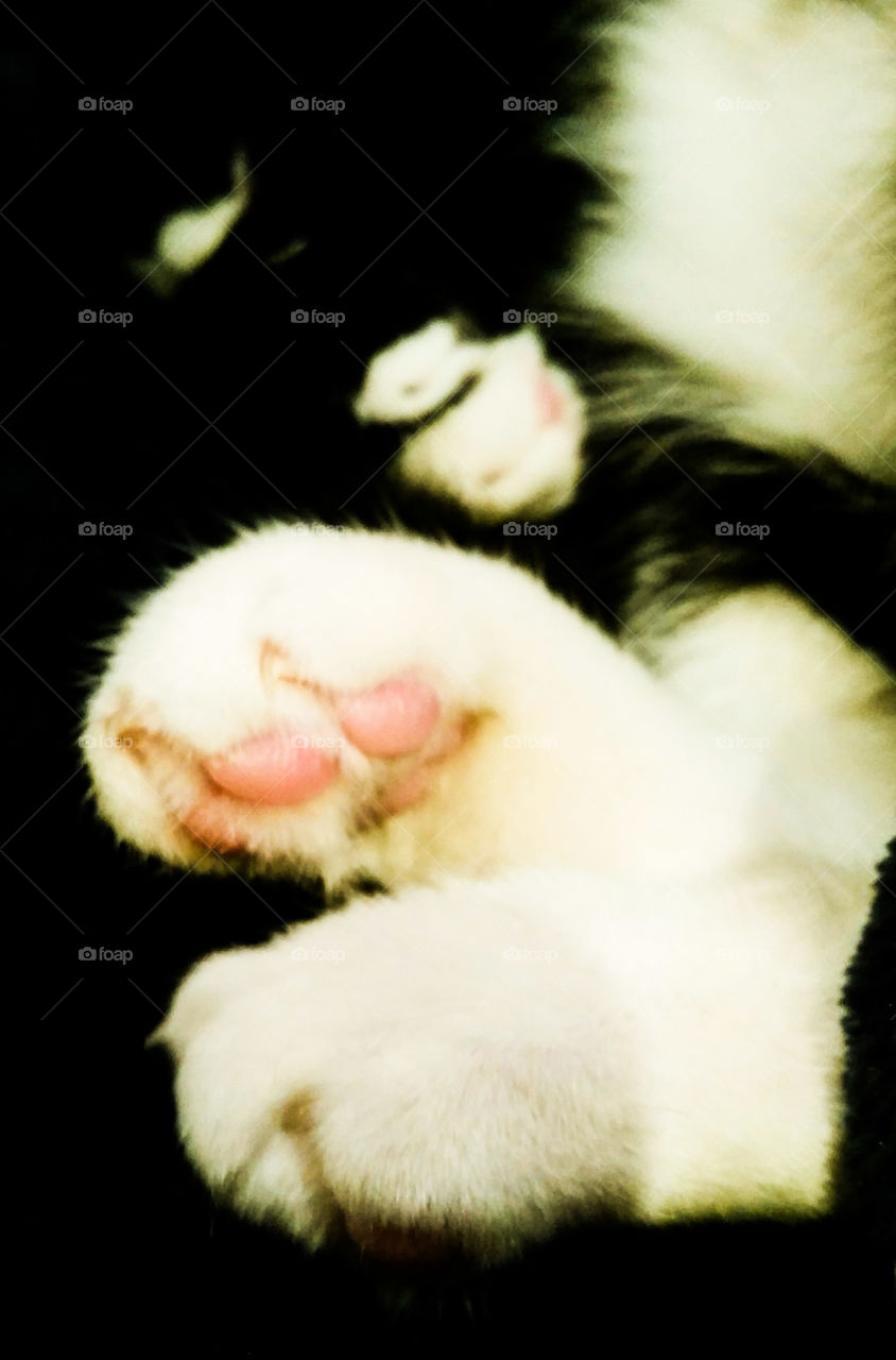 Puck's Paws